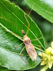   Zelus renardii. Chinche asesina norteamericana.