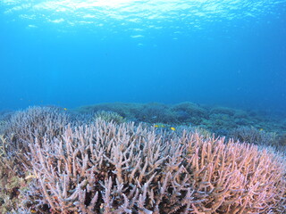 南国の美しいサンゴ礁