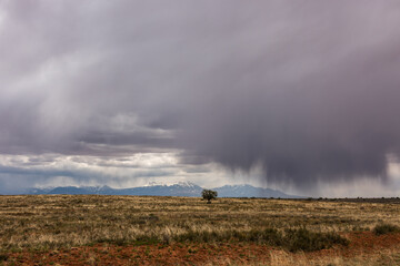 A lone tree stands in a field as a rainstorm passes over the mountains in the distance.