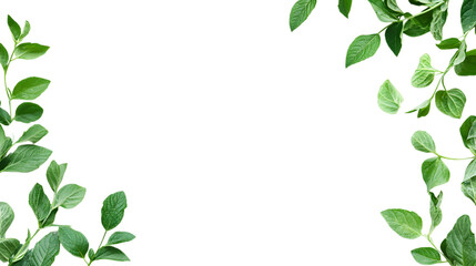 Green leaves forming a border on a black background isolated on transparent background