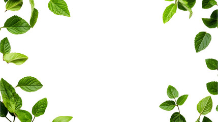 Green leaves arranged in a frame on a black background isolated on transparent background