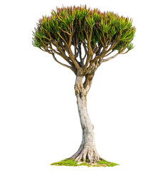 Unique twisted trunk tree with green foliage isolated on transparent background