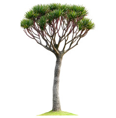 Unique bonsai tree with green foliage isolated on transparent background