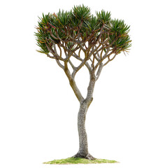 Dragon tree plant isolated on transparent background