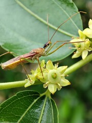   Zelus renardii. Chinche asesina norteamericana.
