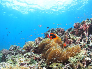 南国の美しいサンゴ礁の海で感動のシュノーケル体験