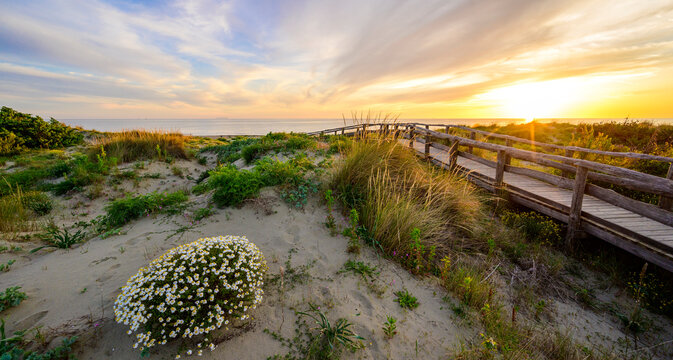 Wooden Walkway to paradise beach at sunset time - Tuscany -  Travel destination in Italy