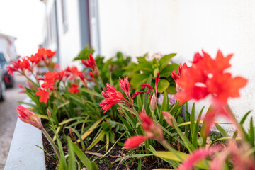 Cobblestone Street and Colorful Flowers in Obidos