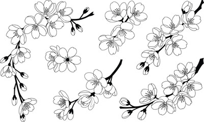 Delicate cherry blossom branches and flower sakura