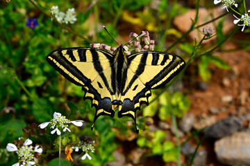 Southern swallowtail, Alexanor swallowtail // Südlicher Schwalbenschwanz (Papilio alexanor) - Lake Kaiafa, Peloponnese, Greece