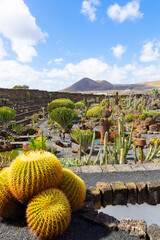 The "Jardín de Cactus" (Cactus garden) in Lanzarote, houses 500 species of cactus.