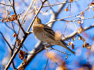 枝にとまるアトリ