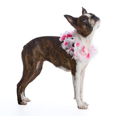 Boston Terrier dog with accessories and clothing on a white background