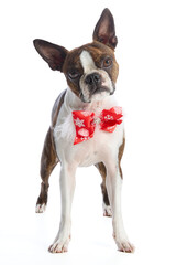 Boston Terrier dog with accessories and clothing on a white background