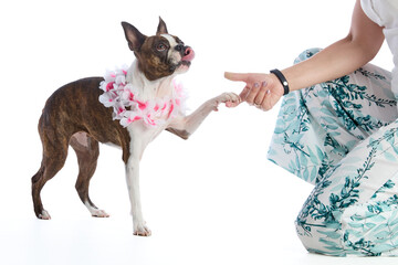 Boston terrier wearing a pink floral collar, with its owner's hand on a white background