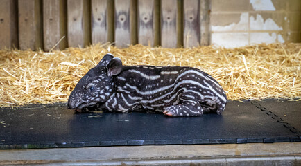 Malayan Tapir (Tapirus indicus) with baby