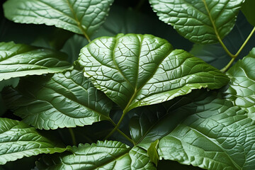 Lush Dark Green Waxy Leaves Background