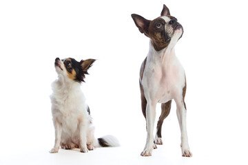 Boston Terrier and Chihuahua dogs