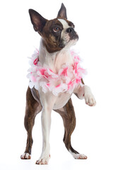 Boston terrier wearing a pink floral collar, on a white background