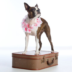 Boston terrier wearing a pink flower collar, on a brown suitcase on a white background