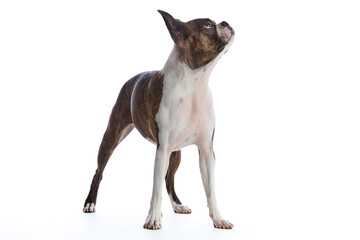 Boston Terrier on a white background