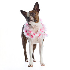 Boston Terrier dog with accessories and clothing on a white background