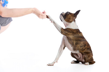 Boston Terrier dog with its owner on a white background