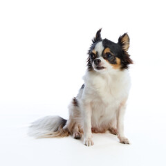 Chihuahua dog sitting on white background