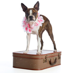 Boston terrier wearing a pink flower collar, on a brown suitcase on a white background