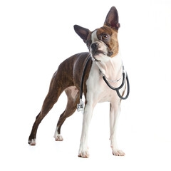 Boston Terrier dog with accessories and clothing on a white background