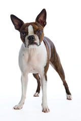 Boston Terrier on a white background