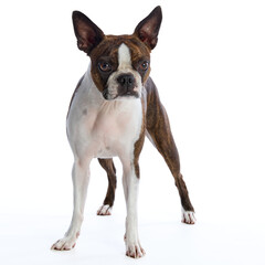 Boston Terrier on a white background