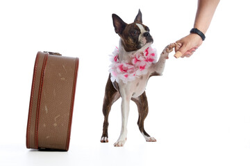 Boston terrier wearing a pink floral collar, with its owner's hand on a white background