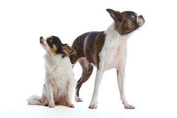 Boston Terrier and Chihuahua dogs