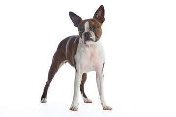 Boston Terrier on a white background