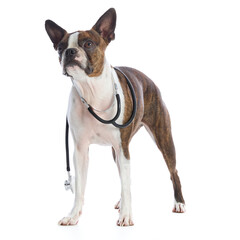 Boston Terrier dog with accessories and clothing on a white background