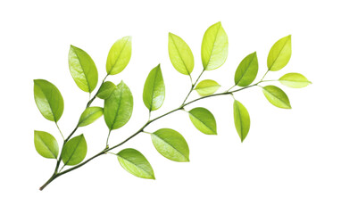 Fototapeta premium Small green leaves on white background,png