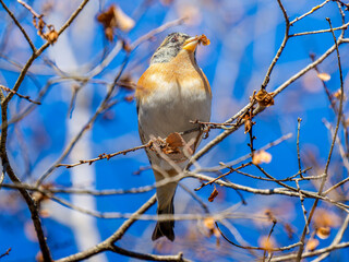 枝にとまるアトリ