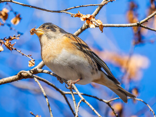 枝にとまるアトリ