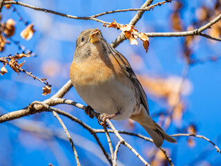 枝にとまるアトリ