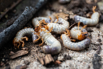 Close-Up of White Grubs Clustered on Soil Surface