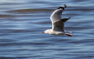A Silver Gull flying over the ocean