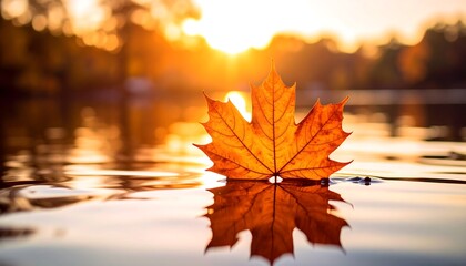 A single, vibrant autumn leaf floats on a still pond, bathed in warm sunset light
