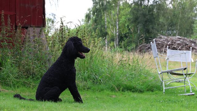 Black king poodle dog at garden. Hot summer day