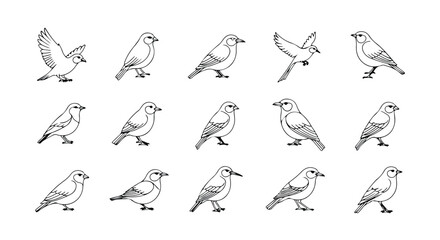 Vector silhouette illustration a series of detailed line drawings showcasing various small birds in different poses