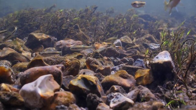 Underwater shot of chalk stream bed with stones, weed and small fish swimming in current