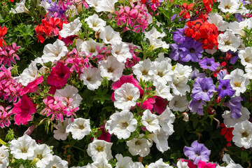 full frame photo of beautiful colorful flowers