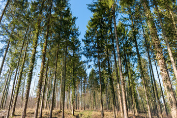Forêt de résineux