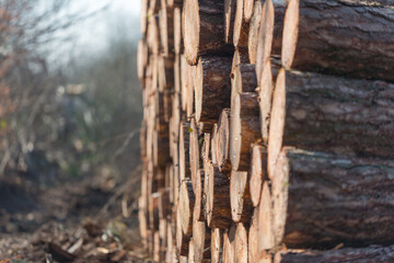 Fototapeta premium Récolte du bois en forêt