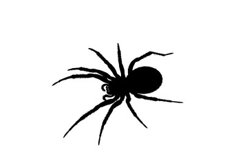 Vector art of black spider silhouette isolated on a white background